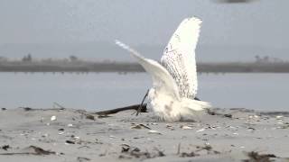 Snowy Owl vs Peregrine Falcon [upl. by Aneeres]