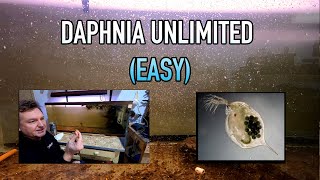 How I Raise Daphnia Water Fleas And You Can Too [upl. by Enileve518]