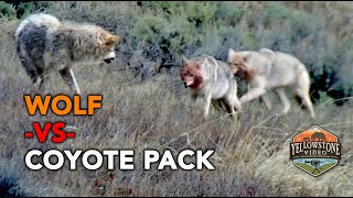 A lone Yellowstone wolf takes on a coyote pack [upl. by Hardman129]