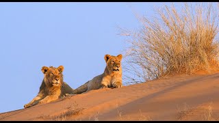 Lion Pride Documentary  The Realm of the Desert Lion  Namibia Safari Full HD [upl. by Lacie]