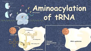 Aminoacylation of tRNA translation 101 [upl. by Bushore893]