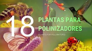 18 Plantas para polinizadores [upl. by Culver]