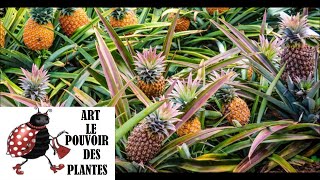 Conseils jardinage Ananas culture et division Suite et fin [upl. by Busch]