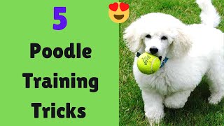 How to Train your Poodle Easy Yet Most Effective Method [upl. by Ylloj516]