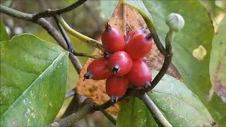 Dogwood Tree And Its Berries [upl. by Zela]