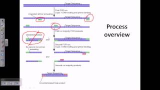 Nested PCR [upl. by Eiramesor]