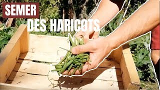 Tuto jardin  Comment semer des haricots [upl. by Penny886]