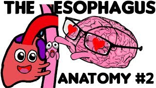 The Esophagus Anatomy PART 2 [upl. by Enitsirhk]