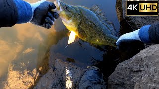 51cm Yellowbelly Golden Perch caught at Murrumbidgee River  River Fishing 4K [upl. by Abehs]