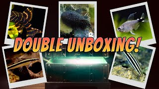 Unboxing Live Tropical Aquarium Fish L204 Flash Plecos  L031 Peppermint Plecos  Leporinus Striatus [upl. by Adnawyt]