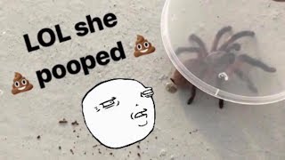 Unboxing a pooping TARANTULA  with a chopstick [upl. by Grannie]