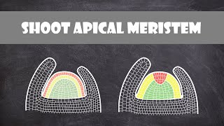 Shoot Apical Meristem Structure  Plant Biology [upl. by Haveman876]