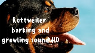 Rottweiler dog breed barking and growling sound HD [upl. by Ylrevaw740]