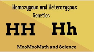 Homozygous vs Heterozygous Genotype [upl. by Garcon]