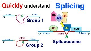 Splicing [upl. by Andre]