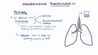 Tuberculosis  symptoms causes microbiology pathology amp treatment [upl. by Ayotnom570]