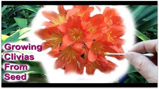 Growing Clivias from seed [upl. by Lumpkin]