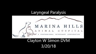 Laryngeal Paralysis in Dogs [upl. by Shantee189]