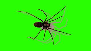 FREE HD Green Screen  CRAWLING WALKING SPIDER [upl. by Eirffej]