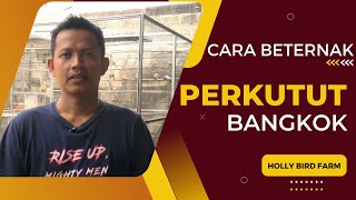 Ternak Perkutut Bangkok budidaya [upl. by Buyer]