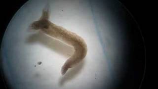 Twoheaded Planarian Planaria Regeneration Experiment [upl. by Giguere]