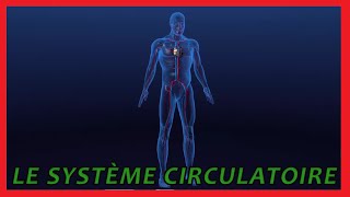 Le système circulatoire [upl. by Annij728]