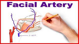 Facial Artery Course and Branches [upl. by Hawkins]