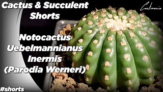 Cactus amp Succulent Shorts  Notocactus Uebelmannianus Inermis Parodia Werneri  shorts [upl. by Jarlath]