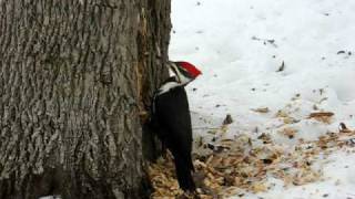 Pileated Woodpecker in Action [upl. by Fadden611]