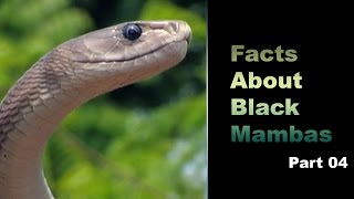 Facts About Black Mambas 04 [upl. by Eecyaj712]