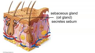 Structure of the Dermis [upl. by Ecam]