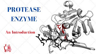 PROTEASE ENZYME An Introduction [upl. by Eirelav]