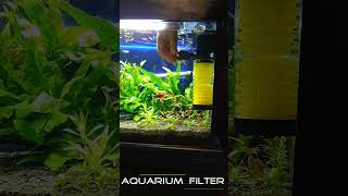 Aquarium Filter Setup [upl. by Angi]