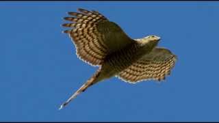 Sparrowhawk Bird Call Bird Song [upl. by Rafaellle]