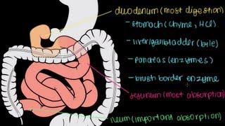 Small Intestine Structure Digestion Absorption [upl. by Taro885]