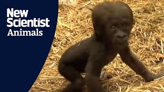 Baby gorilla takes first steps [upl. by Pettifer336]