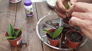 How To Propagate a Hoya The Plant Farm® [upl. by Aztin50]