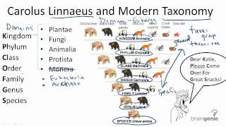 1312 Carolus Linnaeus and Modern Taxonomy [upl. by Renata]