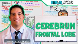 Neurology  Cerebrum Frontal Lobe Anatomy amp Function [upl. by Eitnom845]