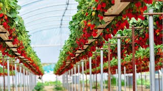 Awesome Hydroponic Strawberries Farming  Modern Agriculture Technology  Strawberries Harvesting [upl. by Fabiano]