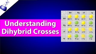 Dihybrid Genetic Cross [upl. by Nathanson879]