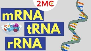 mRNA tRNA and rRNA function  Types of RNA [upl. by Clellan602]