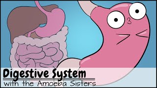 Digestive System [upl. by Talya]