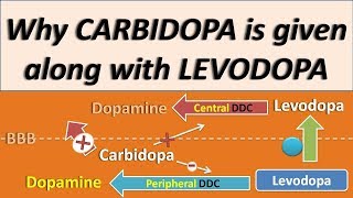 Why Carbidopa is given along with Levodopa [upl. by Marola]