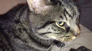 Laryngeal paralysis audible sound in cat2 [upl. by Johnnie695]