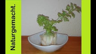 Sellerie einfach nachwachsen lassen regrowing celery MyLovelydeas [upl. by Notled576]