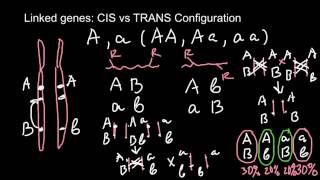 Linked genes CIS vs TRANS Configuration [upl. by Jehoash527]