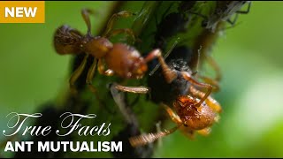 True Facts  Ant Mutualism [upl. by Rachael]