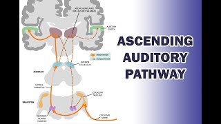 ASCENDING AUDITORY PATHWAY [upl. by Eidnar]