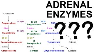 Adrenal Enzyme Deficiencies [upl. by Atinot167]